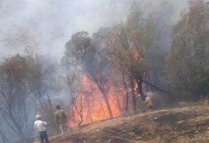 درختان مزرعه چالان در آتش بی احتیاطی گردشگران
