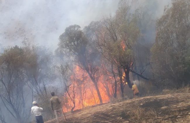 درختان مزرعه چالان در آتش بی احتیاطی گردشگران