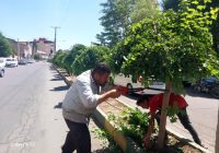 هرس، فرم دهی و اصلاح درختان