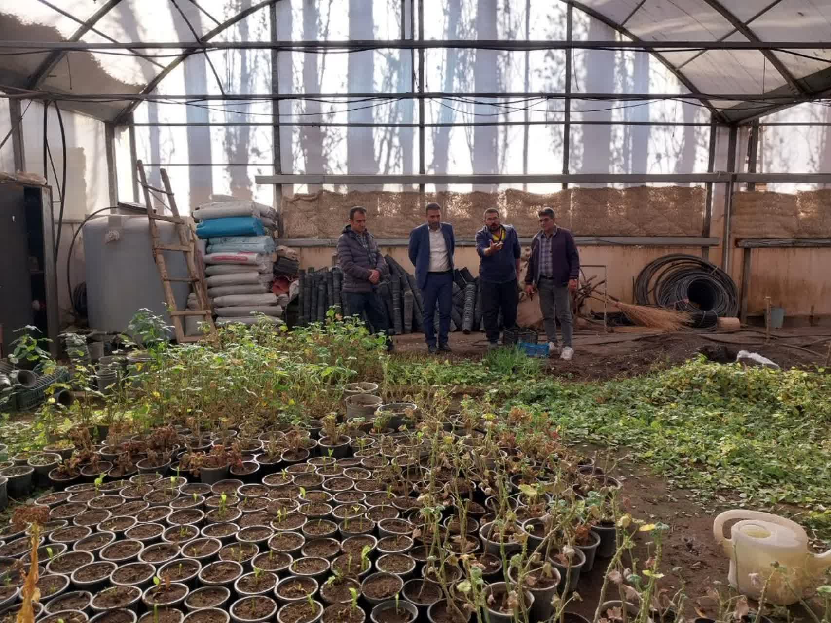 بازدید شهردار طالقان از گلخانه شهرداری و بررسی برنامههای بهار ۱۴۰۵