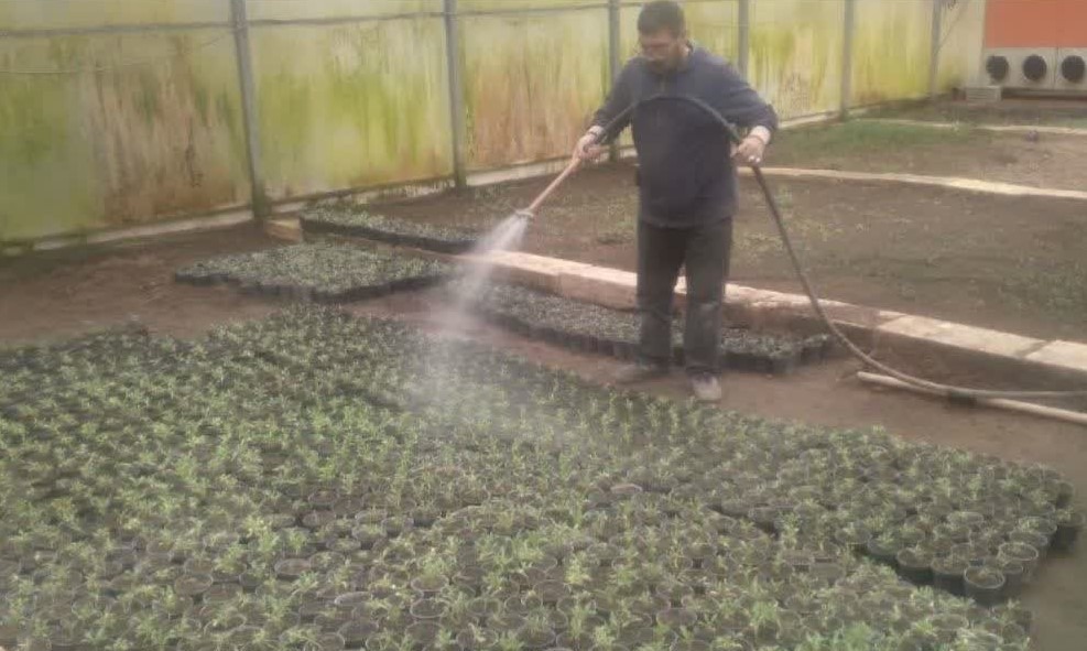 عملیات نشا گلهای بهاره جهت کاشت در میادین و بلوارهای سطح شهر