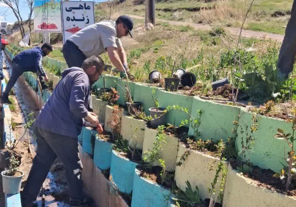 کاشت درختچه های توت و یوگا در بلوار آیت الله طالقانی و گلدان های بتنی بلوار امام خمینی