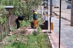 کاشت درختچه های ختمی در  مسیر پیاده راه سلامت