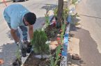 کاشت گلهای فصلی در سطح شهر با هدف زیباسازی سیمای شهری