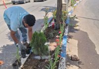 کاشت گل‌های فصلی در سطح شهر با هدف زیباسازی سیمای شهری